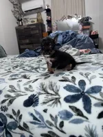 Oliver , a male Chorkie for sale in Cleveland, TX – 9 of 9