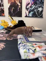 Nina , a female Chihuahua for sale in Cleveland, TX – 10 of 10
