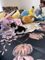 Eevee, a female Chihuahua for sale in Cleveland, TX – 3 of 8