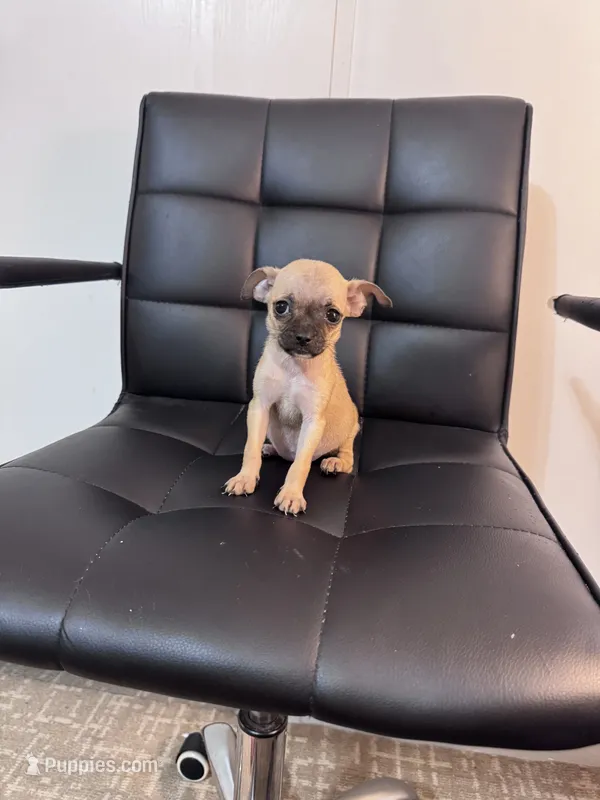 Honey – Chug puppy for sale in Cleveland, TX
