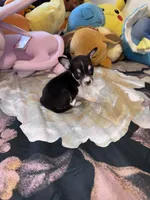 Bitty, a female Chihuahua for sale in Cleveland, TX – 5 of 8