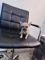 Penny, a female Chug for sale in Cleveland, TX – 6 of 10