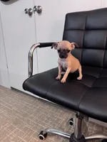 Honey, a female Chug for sale in Cleveland, TX – 6 of 10