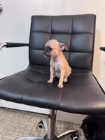 Honey, a female Chug for sale in Cleveland, TX – 7 of 10