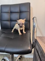 Potato, a female Chug for sale in Cleveland, TX – 3 of 10