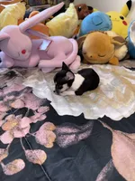 Bitty, a female Chihuahua for sale in Cleveland, TX – 8 of 8