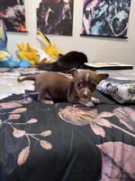 Nina , a female Chihuahua for sale in Cleveland, TX – 3 of 10