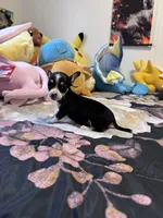 Eevee, a female Chihuahua for sale in Cleveland, TX – 4 of 8