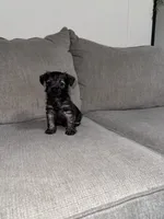 Charley, a male Miniature Schnauzer for sale in Cleveland, TX – 9 of 10