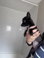Millie, a female Chihuahua for sale in Cleveland, TX – 5 of 10