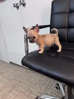 Ollie, a male Chug for sale in Cleveland, TX – 7 of 10