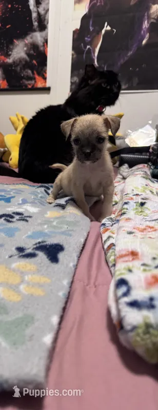 Sindy  – Chug puppy for sale in Cleveland, TX