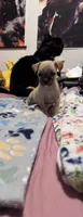 Sindy , a female Chug for sale in Cleveland, TX – 1 of 5