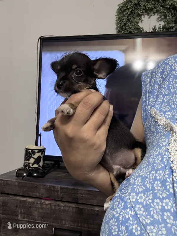 Oliver  – Chorkie puppy for sale in Cleveland, TX