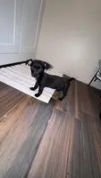 Millie, a female Chihuahua for sale in Cleveland, TX – 2 of 7
