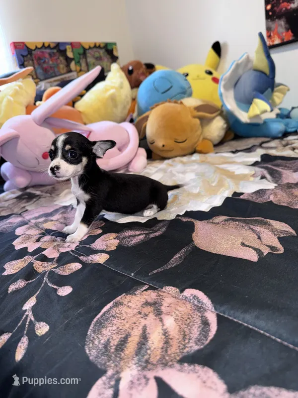 Eevee – Chihuahua puppy for sale in Cleveland, TX