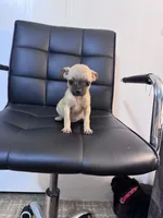 Honey, a female Chug for sale in Cleveland, TX – 9 of 10