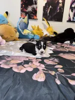 Eevee, a female Chihuahua for sale in Cleveland, TX – 7 of 8