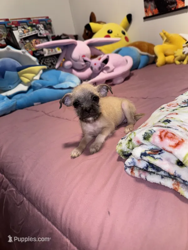 Sindy – Chug puppy for sale in Cleveland, TX