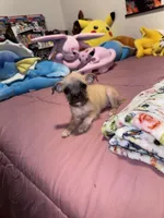 Sindy, a female Chug for sale in Cleveland, TX – 1 of 5
