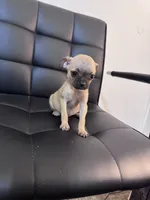 Honey, a female Chug for sale in Cleveland, TX – 2 of 10