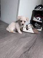 Dolly , a female Chihuahua for sale in Cleveland, TX – 8 of 10