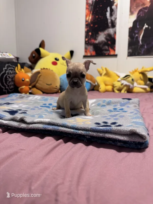 Lady – Chug puppy for sale in Cleveland, TX