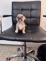 Ollie, a male Chug for sale in Cleveland, TX – 6 of 10
