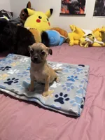 Milo, a male Chug for sale in Cleveland, TX – 3 of 10