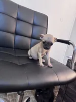 Honey, a female Chug for sale in Cleveland, TX – 10 of 10