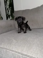 Charley, a male Miniature Schnauzer for sale in Cleveland, TX – 8 of 10