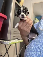 Eevee, a female Chihuahua for sale in Cleveland, TX – 2 of 8