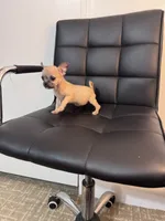 Potato, a female Chug for sale in Cleveland, TX – 9 of 10