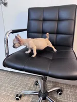 Penny, a female Chug for sale in Cleveland, TX – 10 of 10