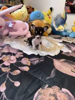 Bitty, a female Chihuahua for sale in Cleveland, TX – 4 of 8