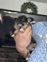 Oliver , a male Chorkie for sale in Cleveland, TX – 2 of 9