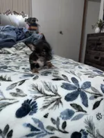 Oliver , a male Chorkie for sale in Cleveland, TX – 4 of 9