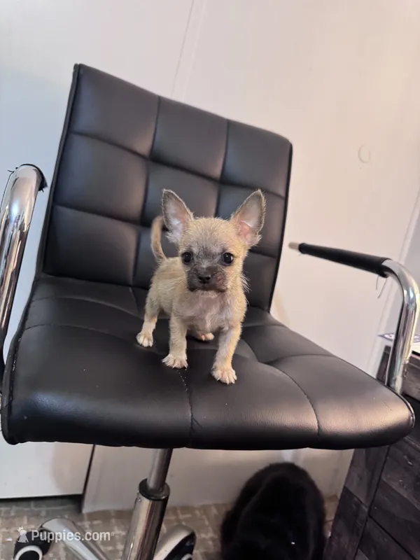 Ollie – Chug puppy for sale in Cleveland, TX