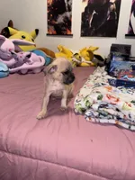 Sindy, a female Chug for sale in Cleveland, TX – 2 of 5
