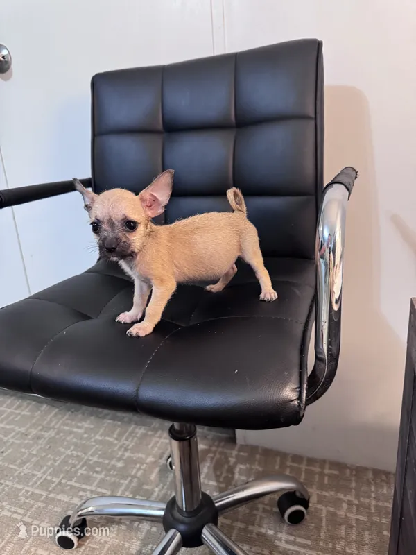 Penny – Chug puppy for sale in Cleveland, TX
