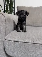 Charley, a male Miniature Schnauzer for sale in Cleveland, TX – 10 of 10