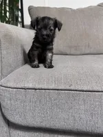 Charley, a male Miniature Schnauzer for sale in Cleveland, TX – 6 of 10