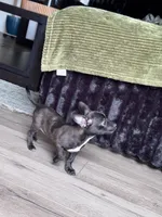 Millie, a female Chihuahua for sale in Cleveland, TX – 10 of 10