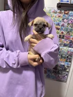 Sindy , a female Chug for sale in Cleveland, TX – 4 of 5