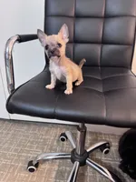 Ollie, a male Chug for sale in Cleveland, TX – 4 of 10
