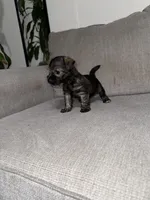 Charley, a male Miniature Schnauzer for sale in Cleveland, TX – 7 of 10