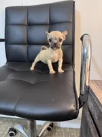 Potato, a female Chug for sale in Cleveland, TX – 2 of 10