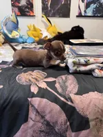 Nina , a female Chihuahua for sale in Cleveland, TX – 5 of 10