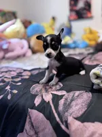 Eevee, a female Chihuahua for sale in Cleveland, TX – 5 of 8