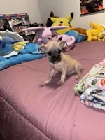 Sindy, a female Chug for sale in Cleveland, TX – 4 of 5